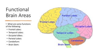 Functional
Brain Areas
• What are some functions
of the following:
• Frontal Lobes:
• Temporal Lobes:
• Occipital L0bes:
• Parietal Lobes:
• Cerebellum:
• Brain Stem:
 