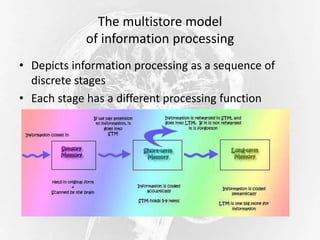 The multistore model
of information processing
• Depicts information processing as a sequence of
discrete stages
• Each stage has a different processing function
 