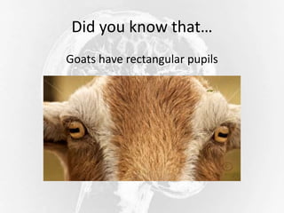 Did you know that…
Goats have rectangular pupils
 