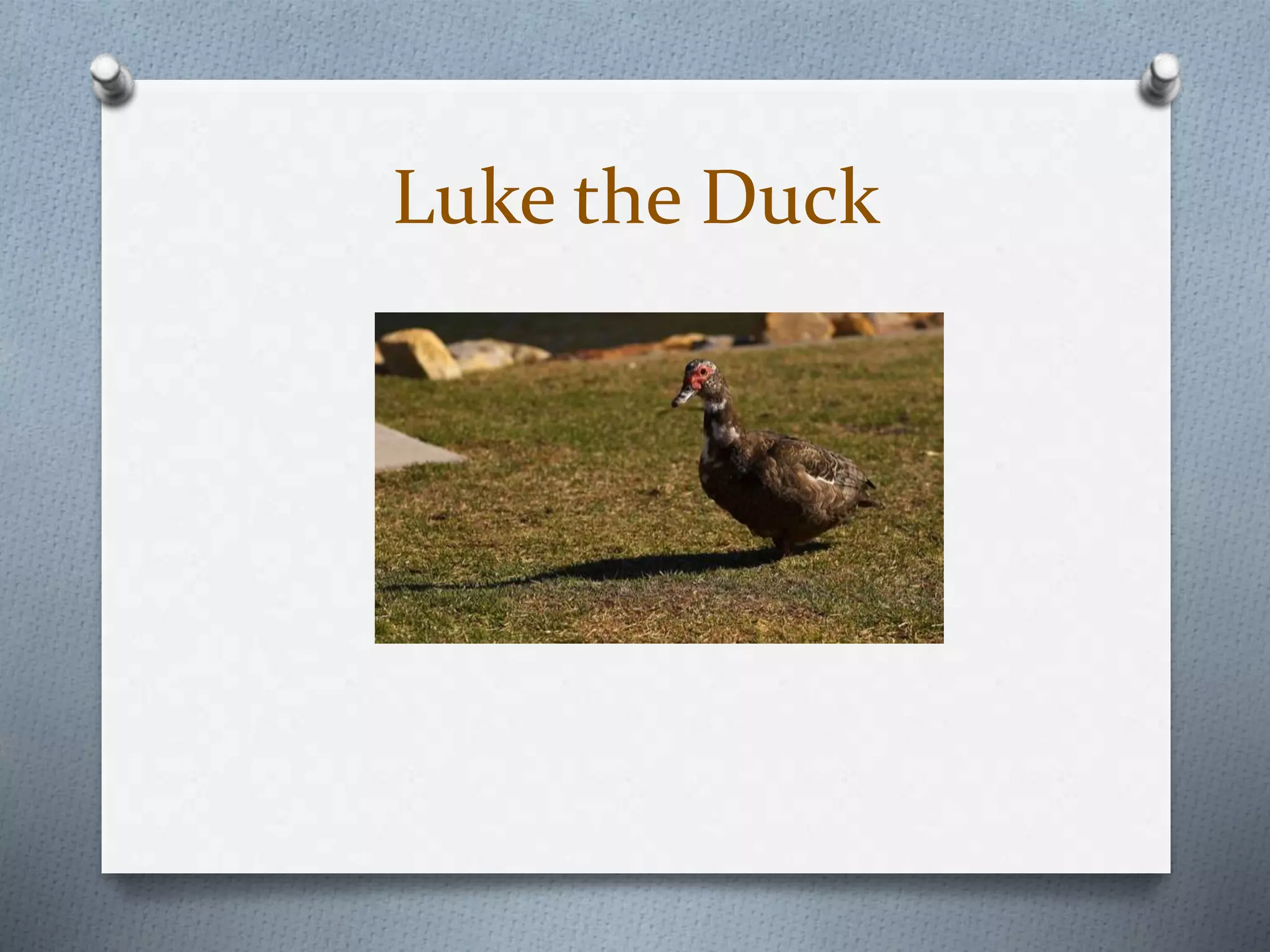 Luke the Duck
 