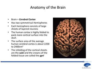 Anatomy of the Brain
• Brain = Cerebral Cortex
• Has two symmetrical Hemispheres
• Each hemisphere consists of large
sheets of layered neurons
• The human cortex is highly folded to
pack more cortical surface into the
skull.
• The surface area of the average
human cerebral cortex is about 2200
to 2400cm2
• The infolding of the cortical sheets
are the sulci and the crowns of the
folded tissue are called the gyri
 