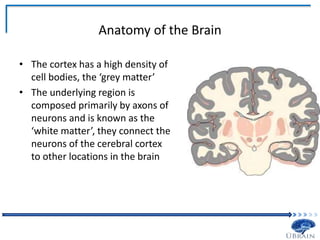 Anatomy of the Brain
• The cortex has a high density of
cell bodies, the ‘grey matter’
• The underlying region is
composed primarily by axons of
neurons and is known as the
‘white matter’, they connect the
neurons of the cerebral cortex
to other locations in the brain
 