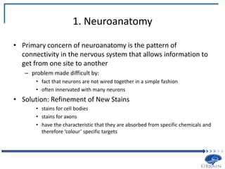 1. Neuroanatomy
• Primary concern of neuroanatomy is the pattern of
connectivity in the nervous system that allows information to
get from one site to another
– problem made difficult by:
• fact that neurons are not wired together in a simple fashion
• often innervated with many neurons
• Solution: Refinement of New Stains
• stains for cell bodies
• stains for axons
• have the characteristic that they are absorbed from specific chemicals and
therefore ‘colour’ specific targets
 