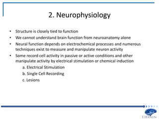 2. Neurophysiology
• Structure is closely tied to function
• We cannot understand brain function from neuroanatomy alone
• Neural function depends on electrochemical processes and numerous
techniques exist to measure and manipulate neuron activity
• Some record cell activity in passive or active conditions and other
manipulate activity by electrical stimulation or chemical induction
a. Electrical Stimulation
b. Single Cell Recording
c. Lesions
 