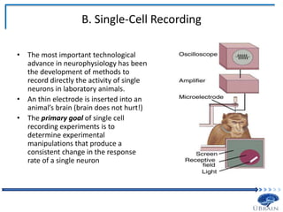 B. Single-Cell Recording
• The most important technological
advance in neurophysiology has been
the development of methods to
record directly the activity of single
neurons in laboratory animals.
• An thin electrode is inserted into an
animal’s brain (brain does not hurt!)
• The primary goal of single cell
recording experiments is to
determine experimental
manipulations that produce a
consistent change in the response
rate of a single neuron
 