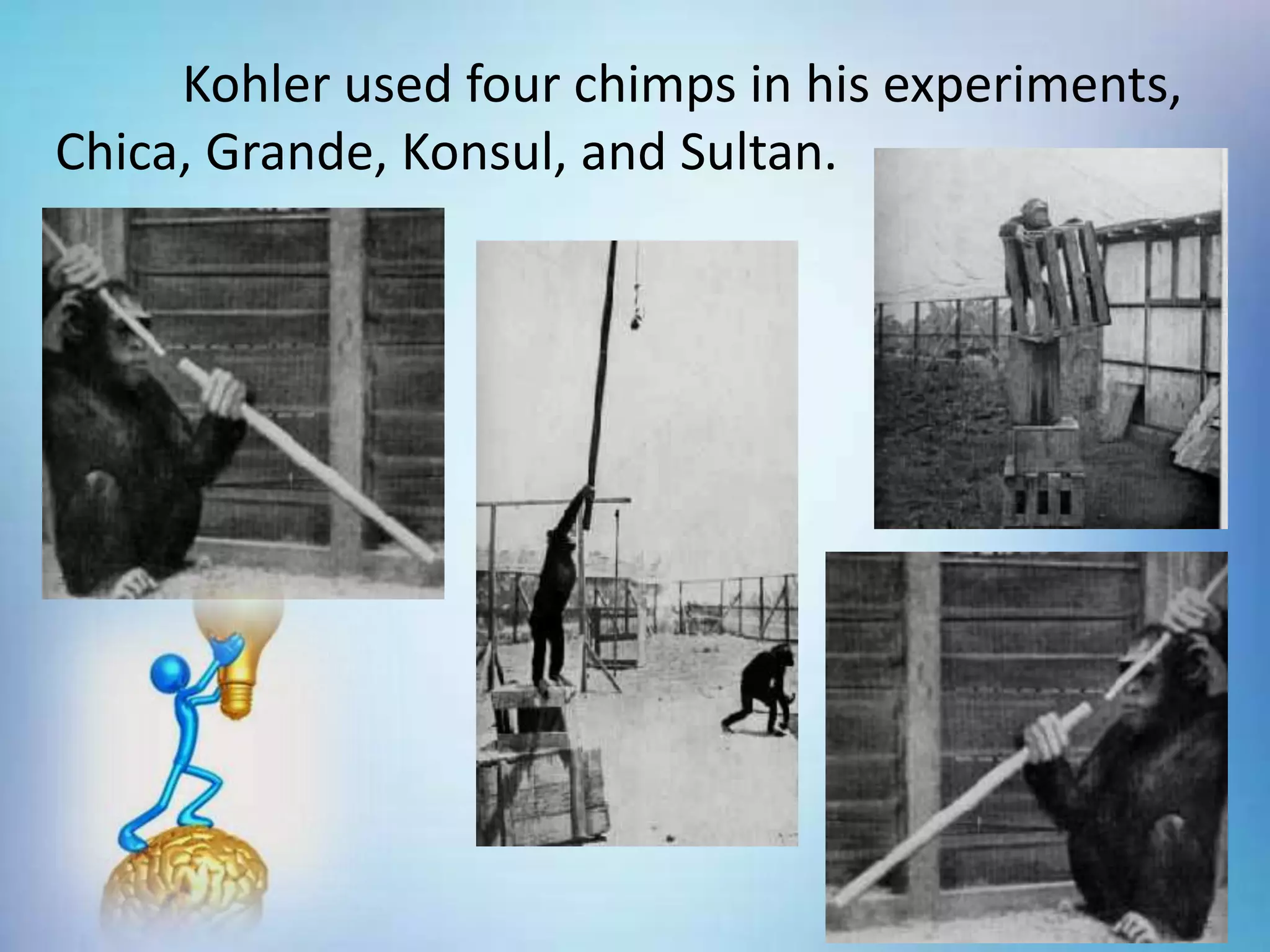 Kohler used four chimps in his experiments,
Chica, Grande, Konsul, and Sultan.
 