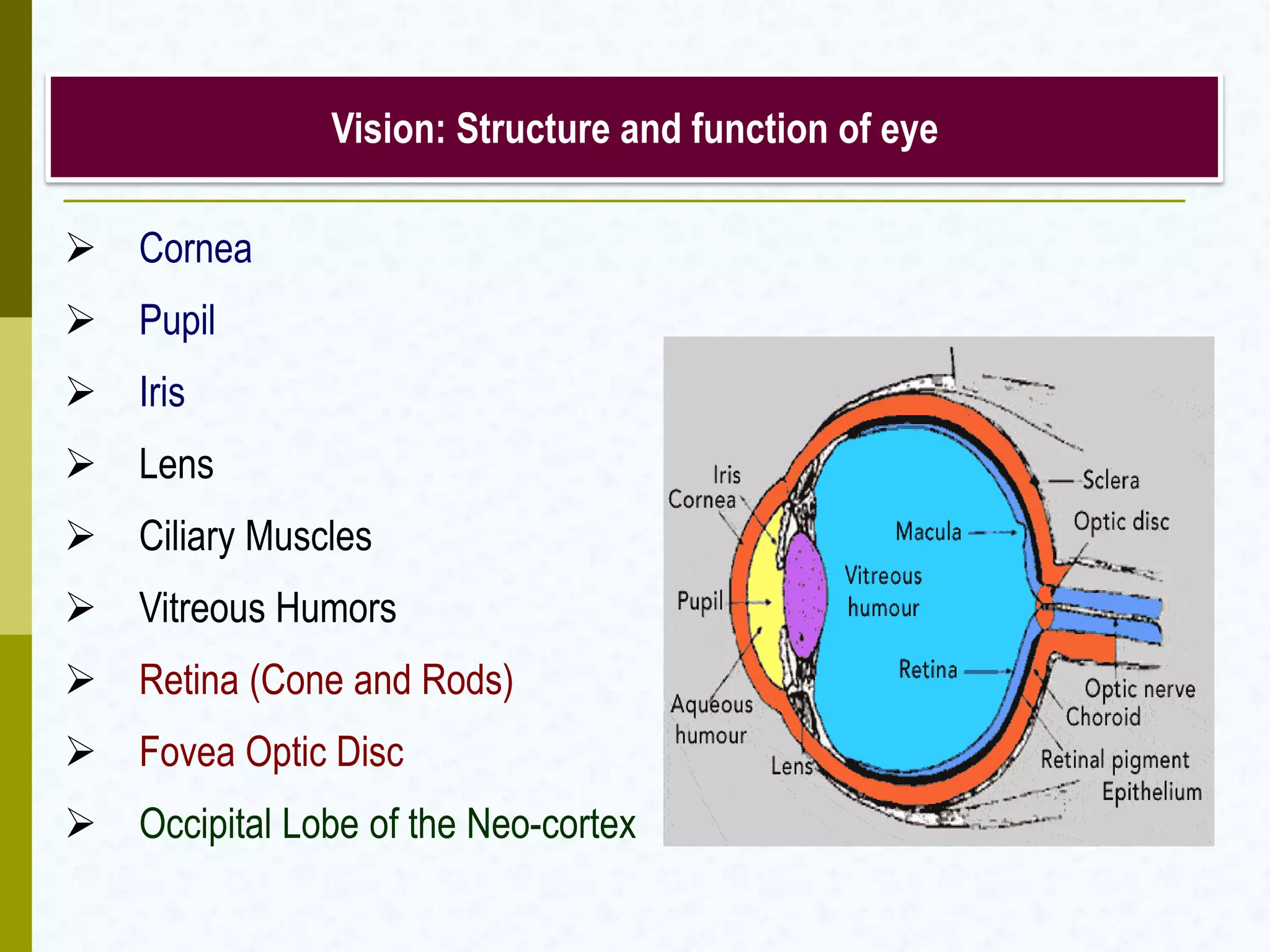 Vision: Structure and function of eye
 Cornea
 Pupil
 Iris
 Lens
 Ciliary Muscles
 Vitreous Humors
 Retina (Cone and Rods)
 Fovea Optic Disc
 Occipital Lobe of the Neo-cortex
 