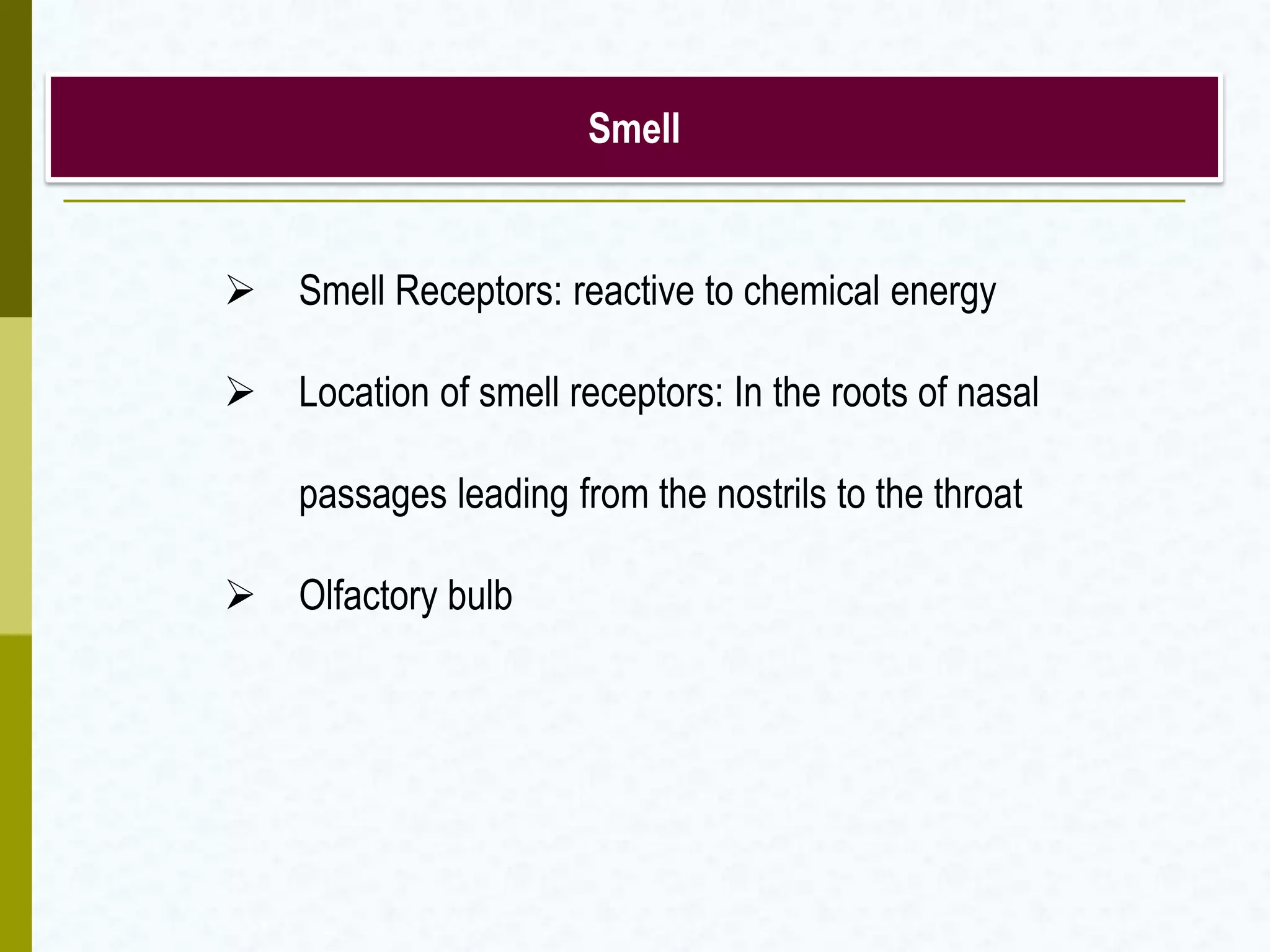 Smell
 Smell Receptors: reactive to chemical energy
 Location of smell receptors: In the roots of nasal
passages leading from the nostrils to the throat
 Olfactory bulb
 
