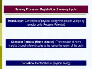Sensory Processes: Registration of sensory inputs
Transduction: Conversion of physical energy into electric voltage by
receptor cells (Receptor Potential)
Sensation: Identification of physical energy
Generator Potential (Nerve Impulse) : Transmission of nerve
impulse through afferent codes to the respective region of the brain
 