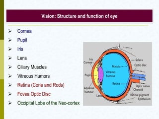 Vision: Structure and function of eye
 Cornea
 Pupil
 Iris
 Lens
 Ciliary Muscles
 Vitreous Humors
 Retina (Cone and Rods)
 Fovea Optic Disc
 Occipital Lobe of the Neo-cortex
 