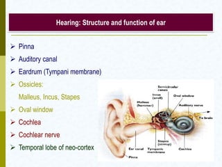 Hearing: Structure and function of ear
 Pinna
 Auditory canal
 Eardrum (Tympani membrane)
 Ossicles:
Malleus, Incus, Stapes
 Oval window
 Cochlea
 Cochlear nerve
 Temporal lobe of neo-cortex
 