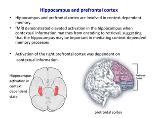Hippocampus and prefrontal cortex
• Hippocampus and prefrontal cortex are involved in context dependent
memory.
• fMRI demonstrated elevated activation in the hippocampus when
contextual information matches from encoding to retrieval, suggesting
that the hippocampus may be important in mediating context-dependent
memory processes
• Activation of the right prefrontal cortex was dependent on
contextual information
Hippocampus
activation in
context
dependent
state
pre
prefrontal cortex
 