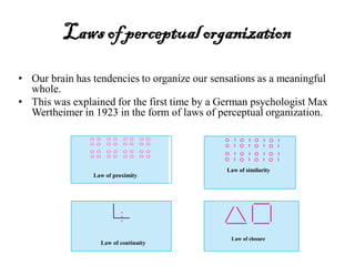 Laws of perceptualorganization
• Our brain has tendencies to organize our sensations as a meaningful
whole.
• This was explained for the first time by a German psychologist Max
Wertheimer in 1923 in the form of laws of perceptual organization.
Law of proximity
Law of similarity
Law of continuity
Law of closure
 