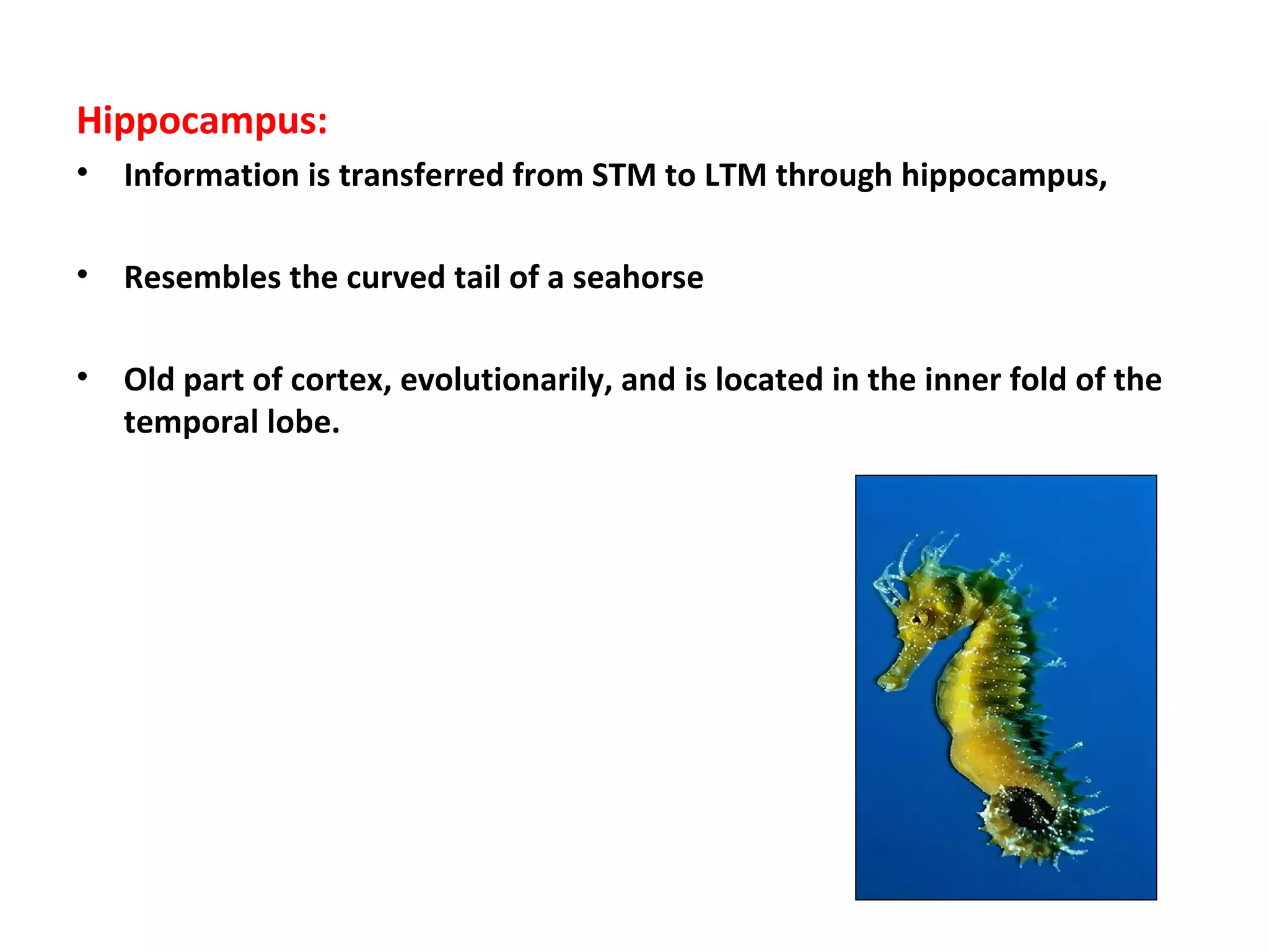 Hippocampus:
• Information is transferred from STM to LTM through hippocampus,
• Resembles the curved tail of a seahorse
• Old part of cortex, evolutionarily, and is located in the inner fold of the
temporal lobe.
 