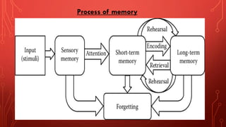 Comprehensive Overview of Memory: Cognitive Processes, Types, and ...