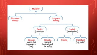 Comprehensive Overview of Memory: Cognitive Processes, Types, and ...