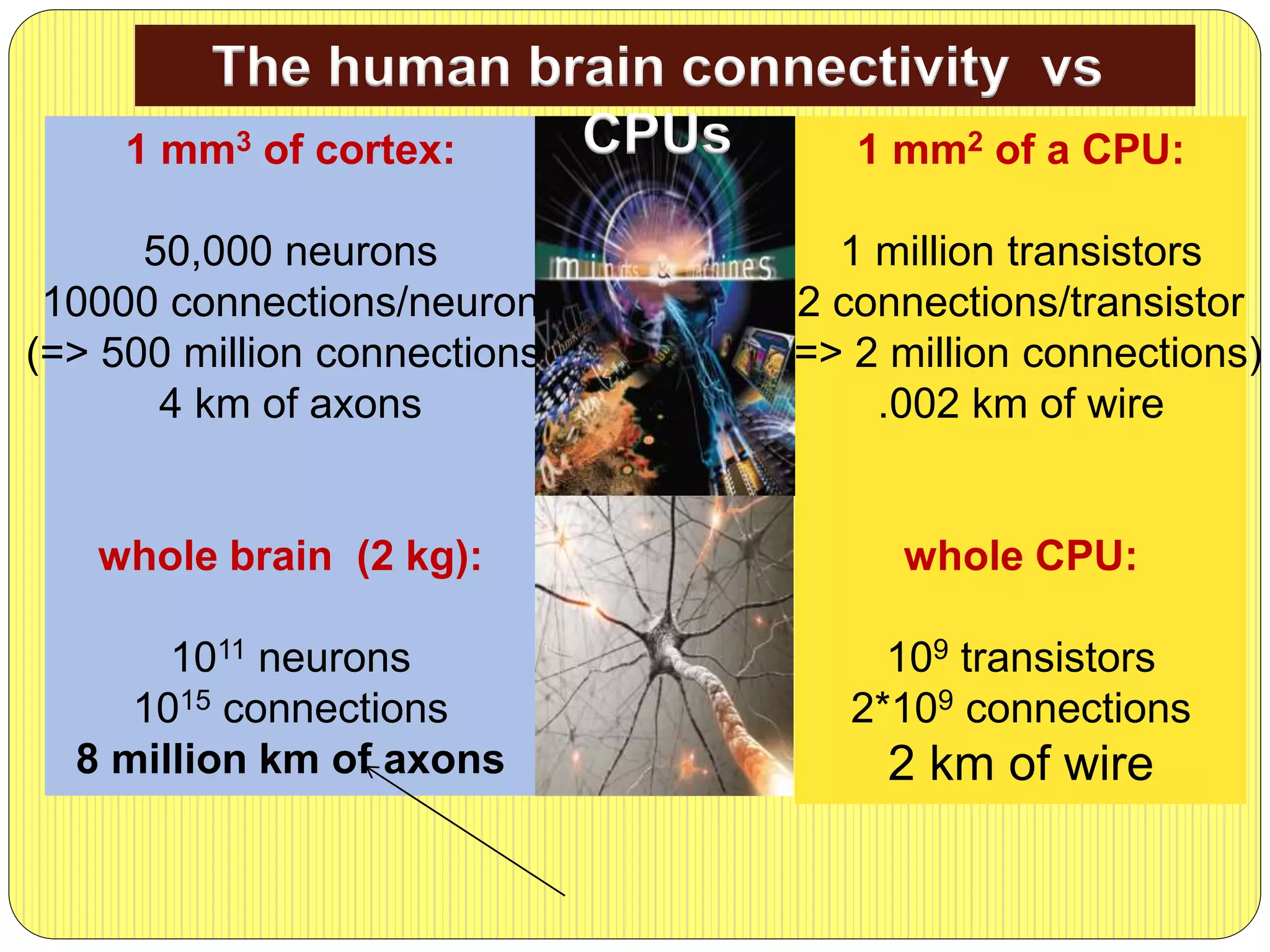 1 mm3 of cortex:
50,000 neurons
10000 connections/neuron
(=> 500 million connections)
4 km of axons
whole brain (2 kg):
1011 neurons
1015 connections
8 million km of axons
1 mm2 of a CPU:
1 million transistors
2 connections/transistor
(=> 2 million connections)
.002 km of wire
whole CPU:
109 transistors
2*109 connections
2 km of wire
The human brain connectivity vs
CPUs
 