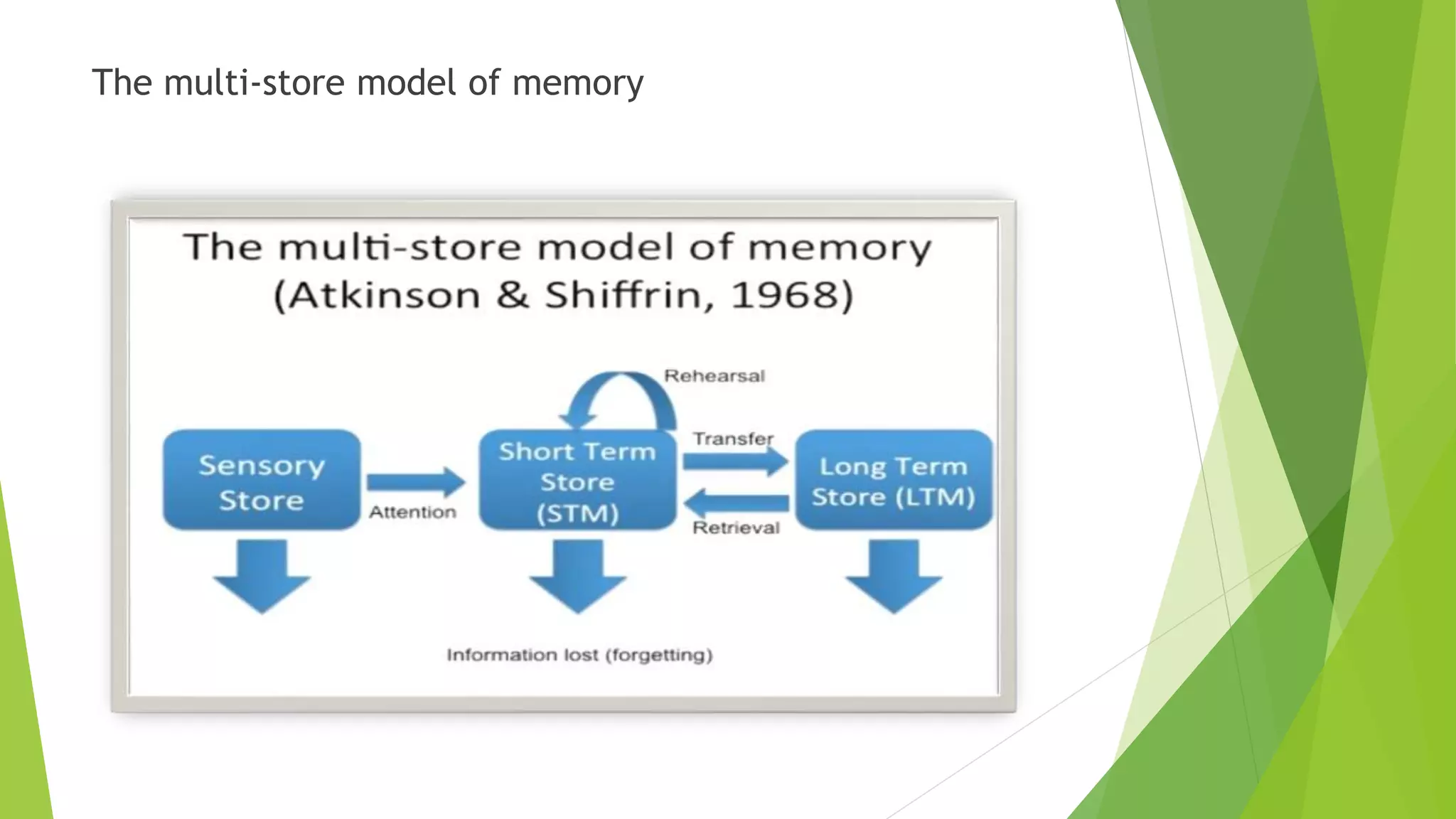 The multi-store model of memory
 