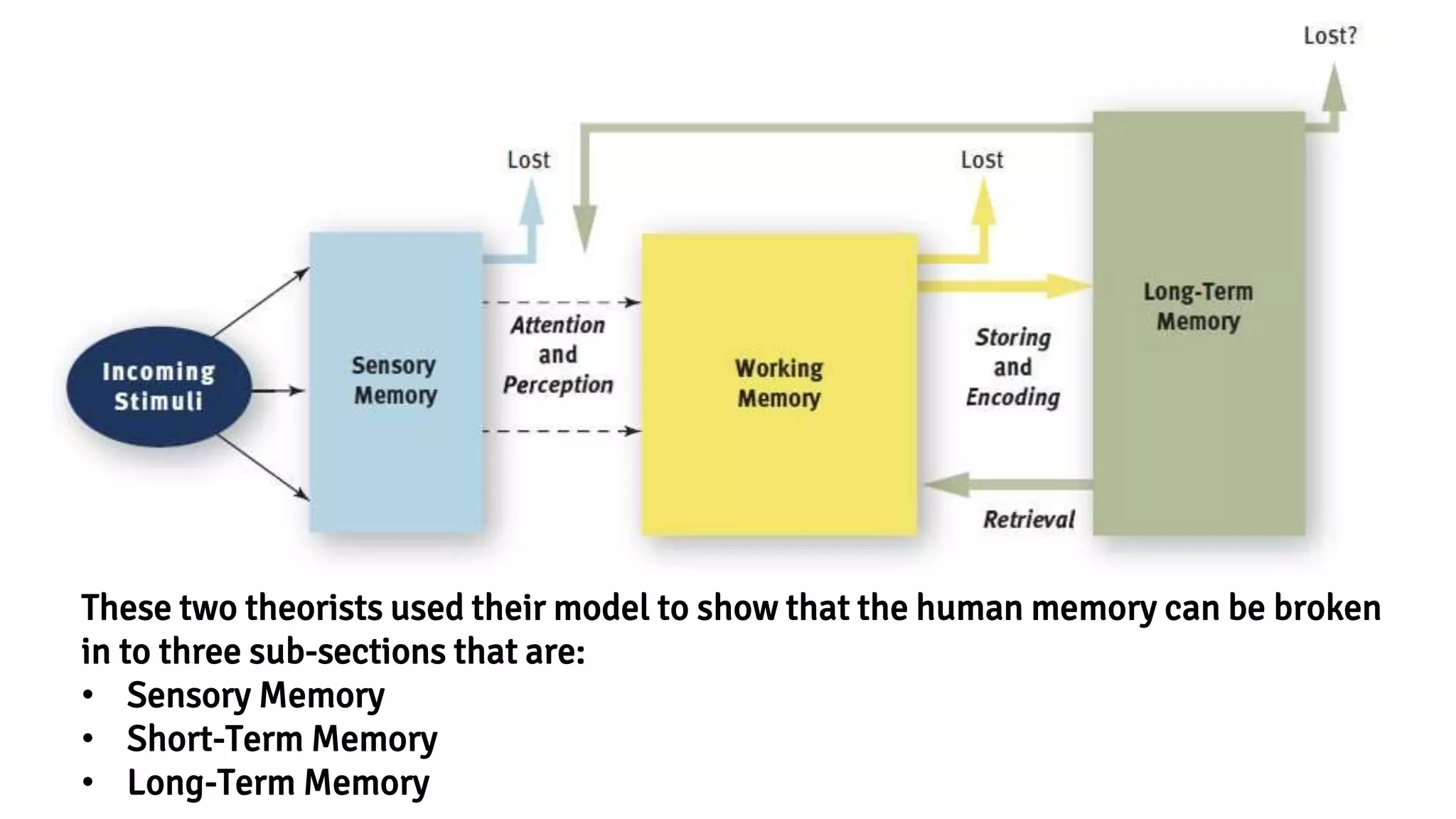 These two theorists used their model to show that the human memory can be broken
in to three sub-sections that are:
• Sensory Memory
• Short-Term Memory
• Long-Term Memory
 