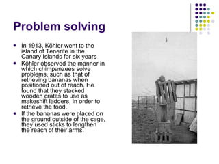 Problem solving In 1913, Köhler went to the island of Tenerife in the Canary Islands for six years Köhler observed the manner in which chimpanzees solve problems, such as that of retrieving bananas when positioned out of reach. He found that they stacked wooden crates to use as makeshift ladders, in order to retrieve the food.  If the bananas were placed on the ground outside of the cage, they used sticks to lengthen the reach of their arms.  