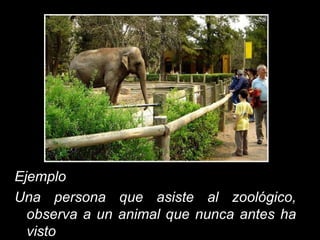 Ejemplo Una persona que asiste al zoológico, observa a un animal que nunca antes ha visto   