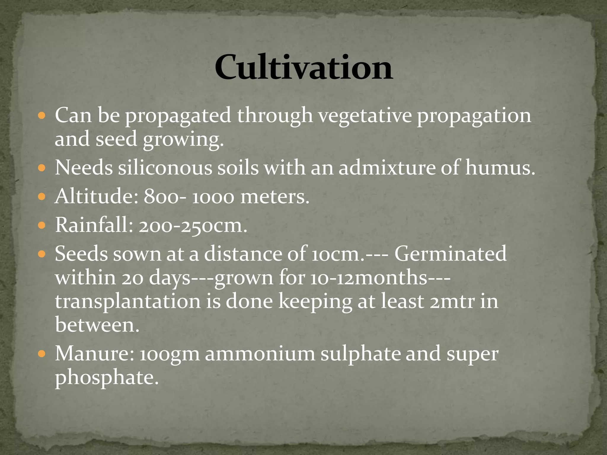 Can be propagated through vegetative propagation and seed growing. 
Needs siliconous soils with an admixture of humus. 
Altitude: 800- 1000 meters. 
Rainfall: 200-250cm. 
Seeds sown at a distance of 10cm.--- Germinated within 20 days---grown for 10-12months--- transplantation is done keeping at least 2mtr in between. 
Manure: 100gm ammonium sulphate and super phosphate.  