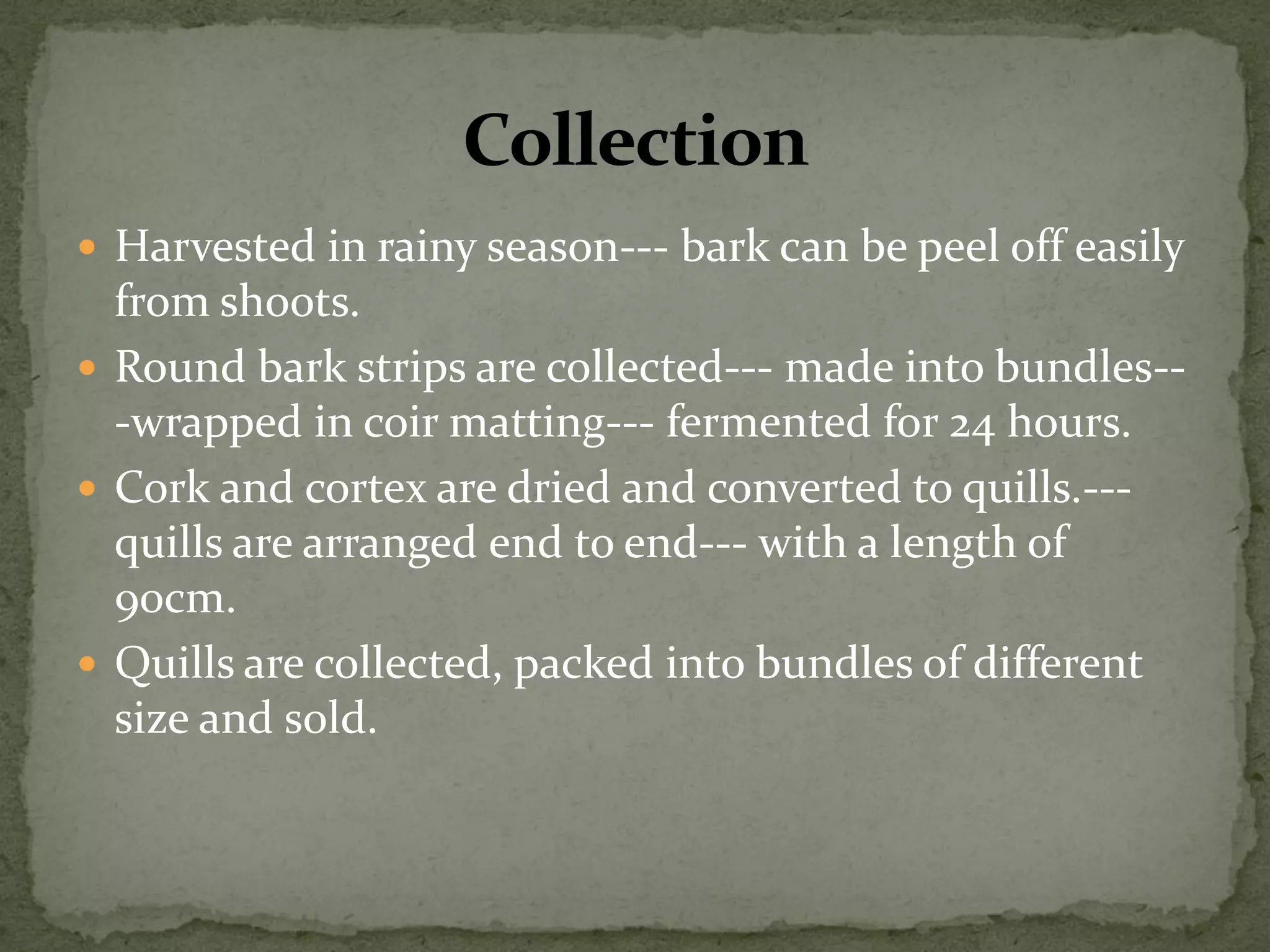 Harvested in rainy season--- bark can be peel off easily from shoots. 
Round bark strips are collected--- made into bundles-- -wrapped in coir matting--- fermented for 24 hours. 
Cork and cortex are dried and converted to quills.--- quills are arranged end to end--- with a length of 90cm. 
Quills are collected, packed into bundles of different size and sold. 
 