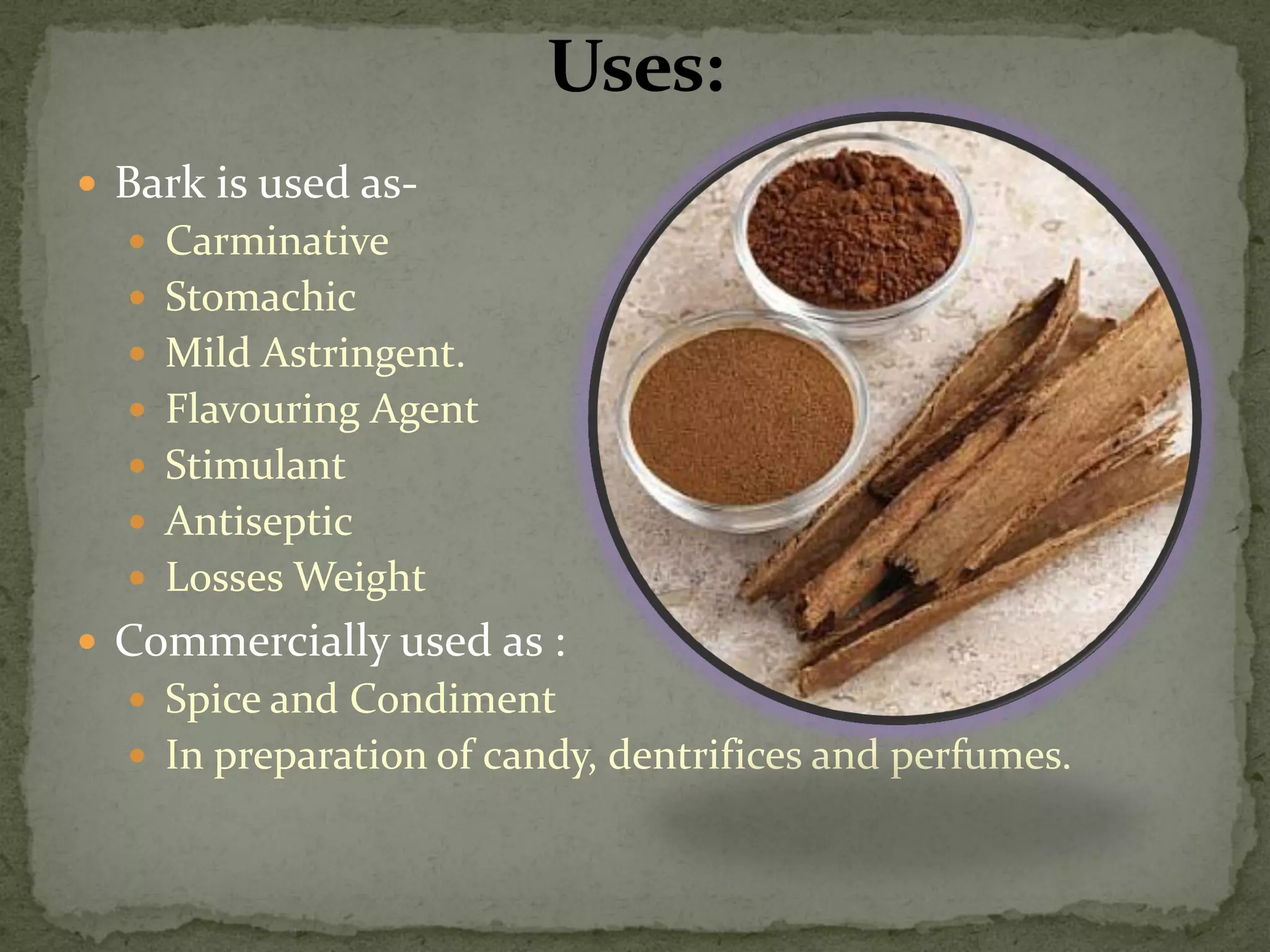 Bark is used as- 
Carminative 
Stomachic 
Mild Astringent. 
Flavouring Agent 
Stimulant 
Antiseptic 
Losses Weight 
Commercially used as : 
Spice and Condiment 
In preparation of candy, dentrifices and perfumes.  