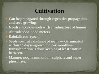 Can be propagated through vegetative propagation and seed growing. 
Needs siliconous soils with an admixture of humus. 
Altitude: 800- 1000 meters. 
Rainfall: 200-250cm. 
Seeds sown at a distance of 10cm.--- Germinated within 20 days---grown for 10-12months--- transplantation is done keeping at least 2mtr in between. 
Manure: 100gm ammonium sulphate and super phosphate.  