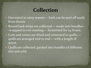 Harvested in rainy season--- bark can be peel off easily from shoots. 
Round bark strips are collected--- made into bundles-- -wrapped in coir matting--- fermented for 24 hours. 
Cork and cortex are dried and converted to quills.--- quills are arranged end to end--- with a length of 90cm. 
Quills are collected, packed into bundles of different size and sold. 
 