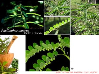 Phyllanthin ISOLATION AND ESTIMATION OF GLYCERRHIZIN AND PHYLLANTHIN | PPT