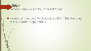 Uses:-
Papain breaks down tough meat fibres.
Papain can be used to dissociate cells in the first step
of cell culture preparations.
 