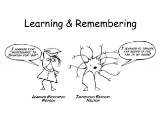 Learning & Remembering
 