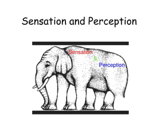 Sensation and Perception
 
