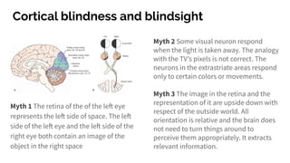 Cortical blindness and blindsight
Myth 1 The retina of the of the left eye
represents the left side of space. The left
side of the left eye and the left side of the
right eye both contain an image of the
object in the right space
Myth 2 Some visual neuron respond
when the light is taken away. The analogy
with the TV’s pixels is not correct. The
neurons in the extrastriate areas respond
only to certain colors or movements.
Myth 3 The image in the retina and the
representation of it are upside down with
respect of the outside world. All
orientation is relative and the brain does
not need to turn things around to
perceive them appropriately. It extracts
relevant information.
 