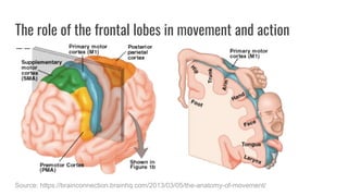 The role of the frontal lobes in movement and action
Source: https://brainconnection.brainhq.com/2013/03/05/the-anatomy-of-movement/
 
