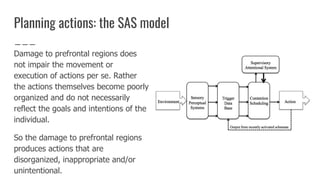 Planning actions: the SAS model
Damage to prefrontal regions does
not impair the movement or
execution of actions per se. Rather
the actions themselves become poorly
organized and do not necessarily
reflect the goals and intentions of the
individual.
So the damage to prefrontal regions
produces actions that are
disorganized, inappropriate and/or
unintentional.
 
