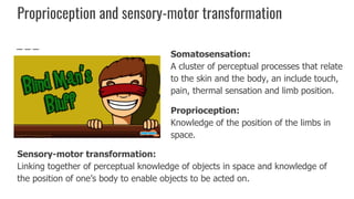 Proprioception and sensory-motor transformation
Somatosensation:
A cluster of perceptual processes that relate
to the skin and the body, an include touch,
pain, thermal sensation and limb position.
Proprioception:
Knowledge of the position of the limbs in
space.
Sensory-motor transformation:
Linking together of perceptual knowledge of objects in space and knowledge of
the position of one’s body to enable objects to be acted on.
 