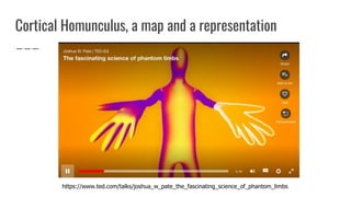 Cortical Homunculus, a map and a representation
https://www.ted.com/talks/joshua_w_pate_the_fascinating_science_of_phantom_limbs
 