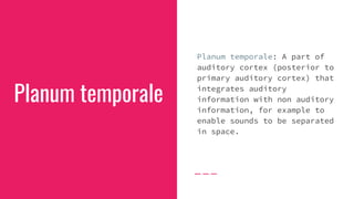 Planum temporale
Planum temporale: A part of
auditory cortex (posterior to
primary auditory cortex) that
integrates auditory
information with non auditory
information, for example to
enable sounds to be separated
in space.
 