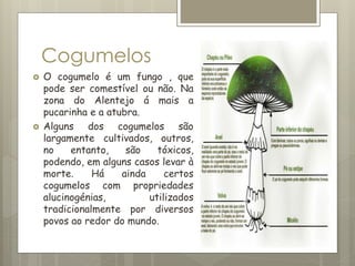 Cogumelos
 O cogumelo é um fungo , que
pode ser comestível ou não. Na
zona do Alentejo á mais a
pucarinha e a atubra.
 Alguns dos cogumelos são
largamente cultivados, outros,
no entanto, são tóxicos,
podendo, em alguns casos levar à
morte. Há ainda certos
cogumelos com propriedades
alucinogénias, utilizados
tradicionalmente por diversos
povos ao redor do mundo.
 