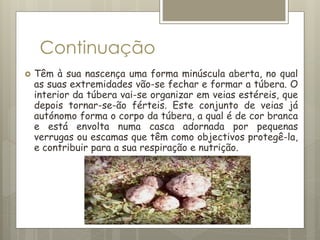 Continuação
 Têm à sua nascença uma forma minúscula aberta, no qual
as suas extremidades vão-se fechar e formar a túbera. O
interior da túbera vai-se organizar em veias estéreis, que
depois tornar-se-ão férteis. Este conjunto de veias já
autónomo forma o corpo da túbera, a qual é de cor branca
e está envolta numa casca adornada por pequenas
verrugas ou escamas que têm como objectivos protegê-la,
e contribuir para a sua respiração e nutrição.
 
