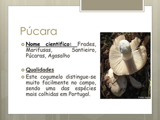 Púcara
 Nome cientifico: Frades,
Marifusas, Santieiro,
Púcaras, Agasalho
 Qualidades
 Este cogumelo distingue-se
muito facilmente no campo,
sendo uma das espécies
mais colhidas em Portugal.
 