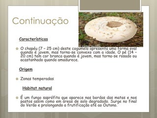 Continuação
Características
 O chapéu (7 – 25 cm) deste cogumelo apresenta uma forma oval
quando é jovem, mas torna-se convexo com a idade. O pé (14 –
20 cm) tem cor branca quando é jovem, mas torna-se rosado ou
acastanhado quando amadurece.
Origem
 Zonas temperadas
Habitat natural
 É um fungo saprófita que aparece nas bordas das matas e nos
pastos assim como em áreas de solo degradado. Surge no final
do Verão e prolongando a frutificação até ao Outono.
 