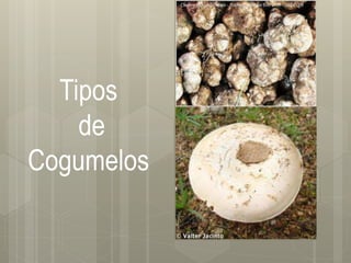 Tipos
de
Cogumelos
 