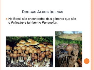 DROGAS ALUCINÓGENAS
 No Brasil são encontrados dois gêneros que são
o Psilocibe e também o Panaeolus.
 