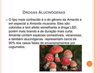 DROGAS ALUCINÓGENAS
 O tipo mais conhecido é o do gênero da Amanita e
em especial a Amanita muscaria. Eles são
coloridos e tem efeito semelhante a droga LSD,
porém mais brando e de duração mais curta.
Amanita contém espécies comestíveis, venenosas,
e também alucinógenas. representam cerca de
90% dos casos fatais de envenenamentos por
cogumelos.
 