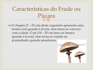 
 O chapéu (7 – 25 cm) deste cogumelo apresenta uma
forma oval quando é jovem, mas torna-se convexo
com a idade. O pé (14 – 20 cm) tem cor branca
quando é jovem, mas torna-se rosado ou
acastanhado quando amadurece.
Características do Frade ou
Púcara
 