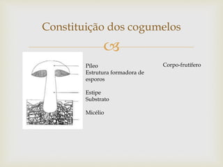 
Constituição dos cogumelos
Píleo
Estrutura formadora de
esporos
Estipe
Substrato
Micélio
Corpo-frutífero
 