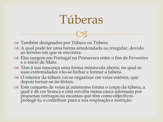 
 Também designados por Túbara ou Túbera.
 A qual pode ter uma forma arredondada ou irregular, devido
ao terreno em que se encontra.
 Elas surgem em Portugal na Primavera entre o fim de Fevereiro
e o início de Maio.
 Têm à sua nascença uma forma minúscula aberta, no qual as
suas extremidades vão-se fechar e formar a túbera.
 O interior da túbera vai-se organizar em veias estéreis, que
depois tornar-se-ão férteis.
 Este conjunto de veias já autónomo forma o corpo da túbera, a
qual é de cor branca e está envolta numa casca adornada por
pequenas verrugas ou escamas que têm como objectivos
protegê-la, e contribuir para a sua respiração e nutrição.
Túberas
 